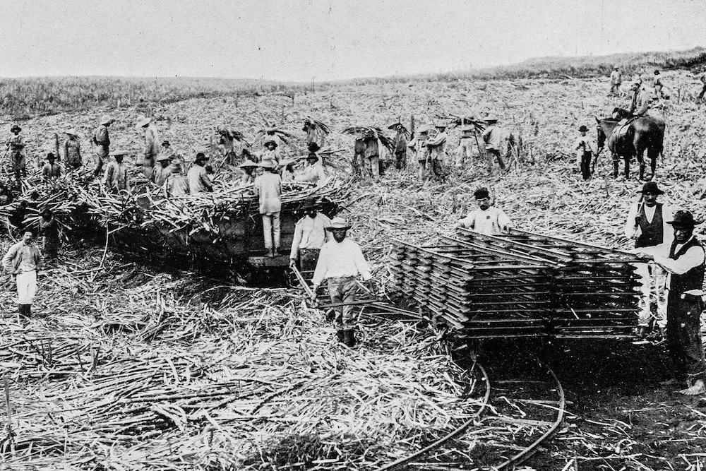 sugar cane harvesters in Hawaii