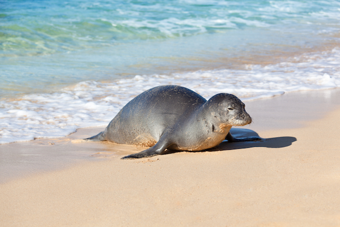 Kauai Monk Seal