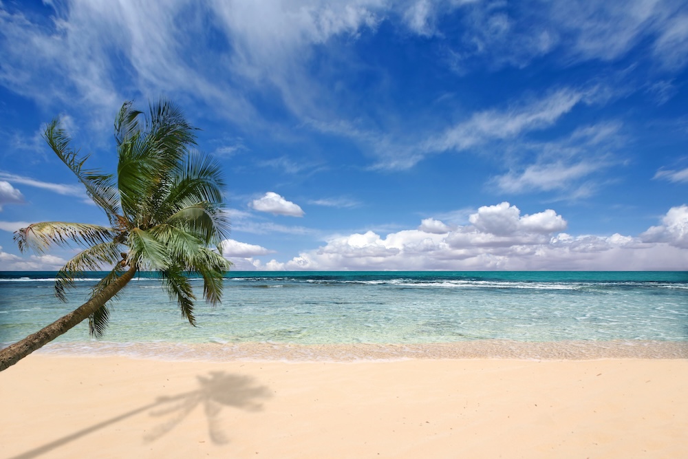 palm tree on beach